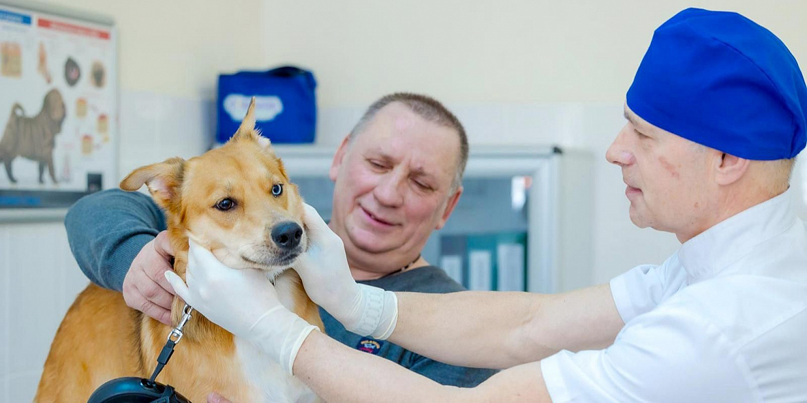 Москвичам стала доступна телеветеринария