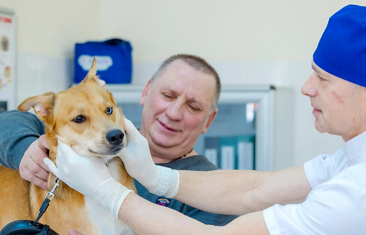 Москвичам стала доступна телеветеринария